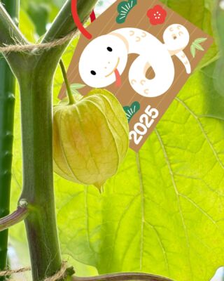 ご挨拶が遅くなりましたが
本年も宜しくお願いします

例年ですと少しずつ採れ始める頃ですが，今年は少し定植を遅くした分初収穫は2月にずれ込みそうです。

ただ大寒から気温が上がるみたいですので一気にきそうな感じも^^;

今のところ順調に来てますのでもう少しお待ちください

#みんなでほおずき 
#食用ほおずき 
#フルーツほおずき 
#春ほおずき 
#妙高市 
#オレンジチェリー 
#ストロベリートマト 
#初収穫 
#大寒